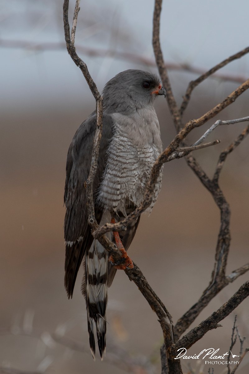 DPPhotography - Namibia - Gabar goshawk - A.jpg - Gabar goshawk - Etosha National Park