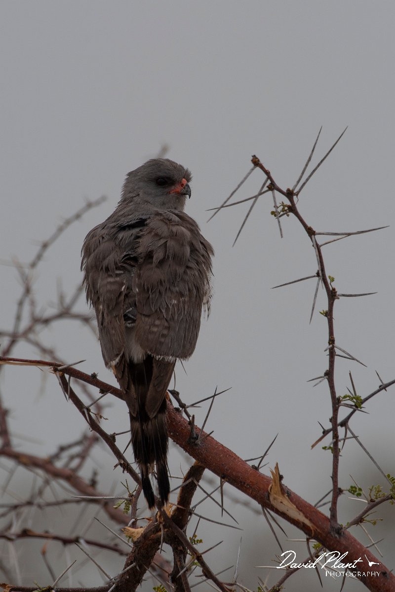DPPhotography - Namibia - Gabar goshawk - B.jpg - Gabar goshawk - Etosha National Park