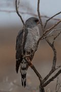 DPPhotography - Namibia - Gabar goshawk - A