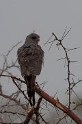DPPhotography - Namibia - Gabar goshawk - B