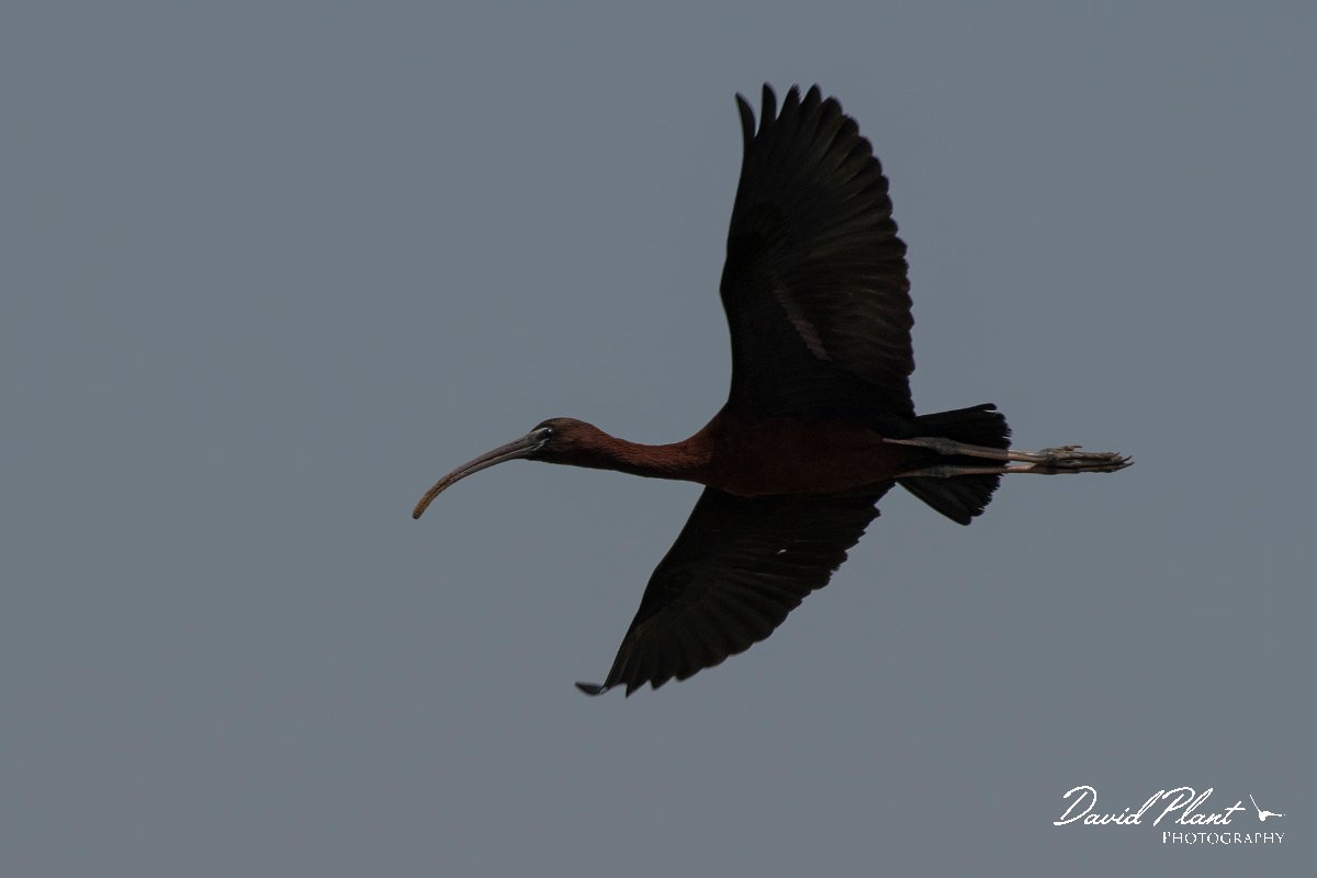 DPPhotography - Namibia - Glossy ibis - A.jpg - Glossy ibis - Walvis Bay Bird Sanctuary