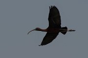 DPPhotography - Namibia - Glossy ibis - A