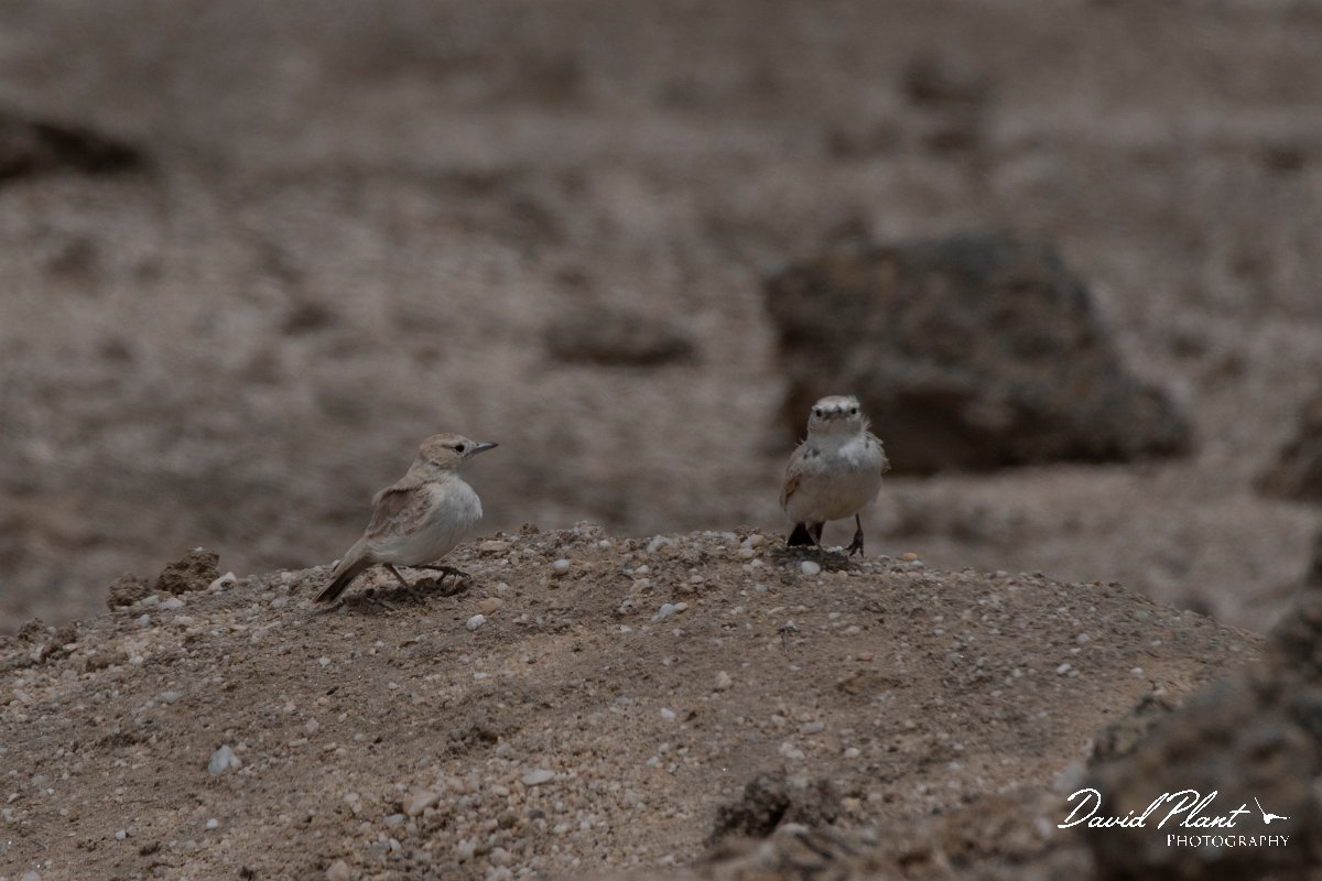 DPPhotography - Namibia - Gray's lark - A.jpg - Gray's lark - Swakopmund area