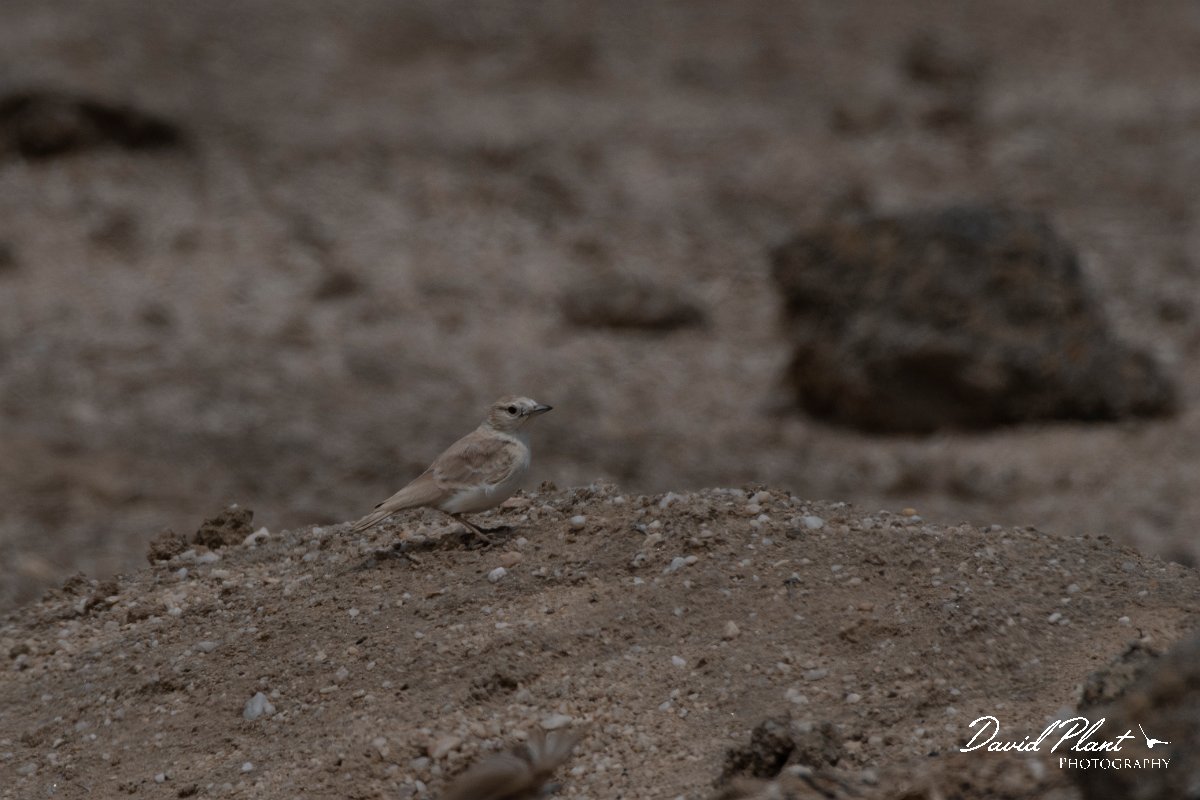 DPPhotography - Namibia - Gray's lark - B.jpg - Gray's lark - Swakopmund area