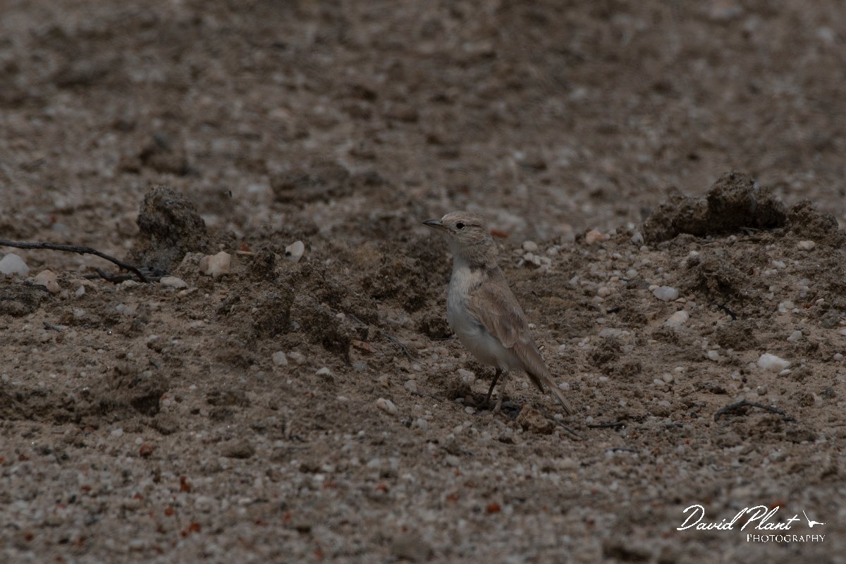 DPPhotography - Namibia - Gray's lark - E.jpg - Gray's lark - Swakopmund area