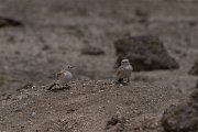 DPPhotography - Namibia - Gray's lark - A