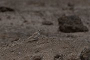 DPPhotography - Namibia - Gray's lark - B