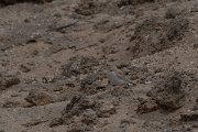 DPPhotography - Namibia - Gray's lark - C