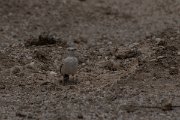 DPPhotography - Namibia - Gray's lark - D