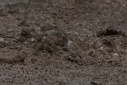 DPPhotography - Namibia - Gray's lark - E