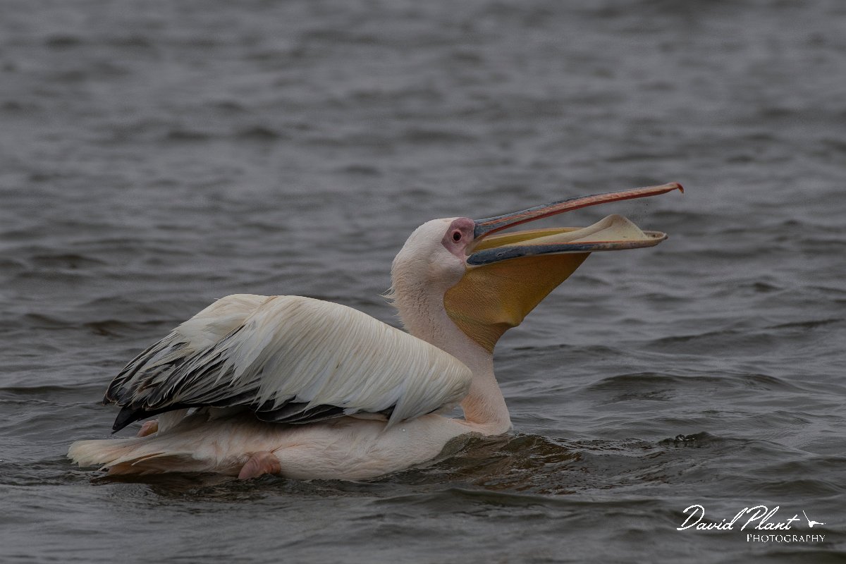 DPPhotography - Namibia - Great white pelican - B.jpg - Great white pelican - Walvis Bay