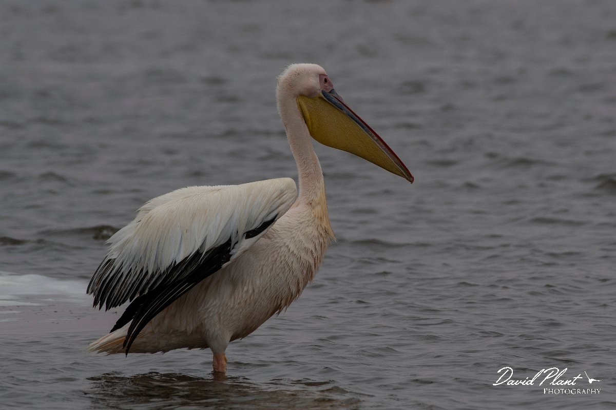 DPPhotography - Namibia - Great white pelican - E.jpg - Great white pelican - Walvis Bay