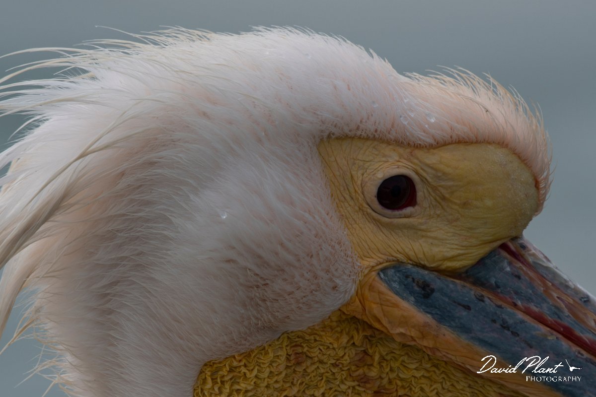 DPPhotography - Namibia - Great white pelican - F.jpg - Great white pelican - Walvis Bay