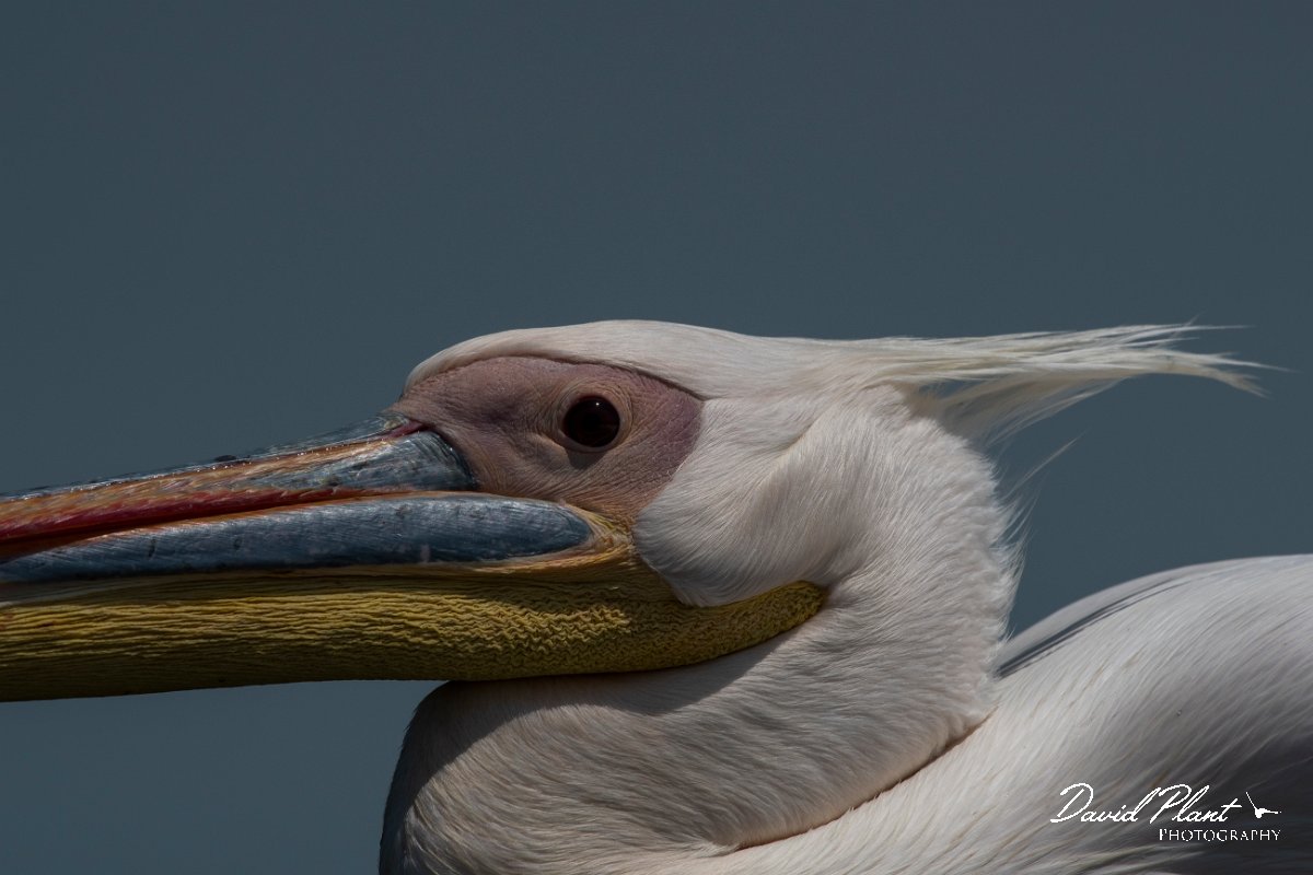 DPPhotography - Namibia - Great white pelican - G.jpg - Great white pelican - Walvis Bay