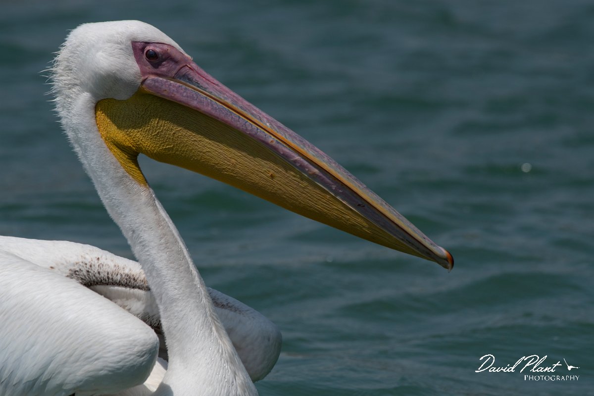 DPPhotography - Namibia - Great white pelican - H.jpg - Great white pelican - Walvis Bay
