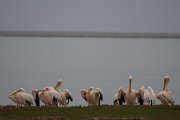 DPPhotography - Namibia - Great white pelican - A