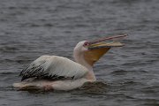 DPPhotography - Namibia - Great white pelican - B