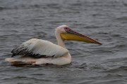 DPPhotography - Namibia - Great white pelican - C