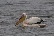 DPPhotography - Namibia - Great white pelican - D