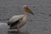 DPPhotography - Namibia - Great white pelican - E