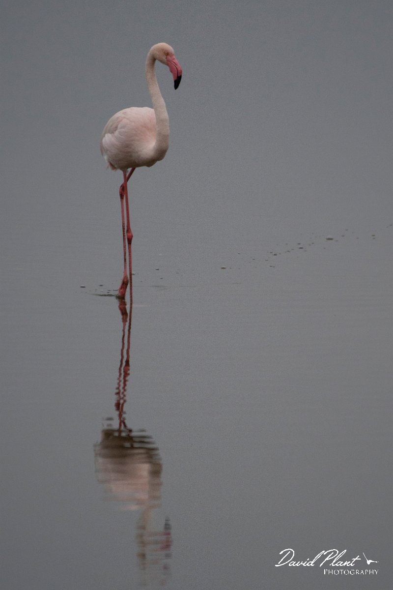 DPPhotography - Namibia - Greater flamingo - A.jpg - Greater flamingo - Walvis Bay