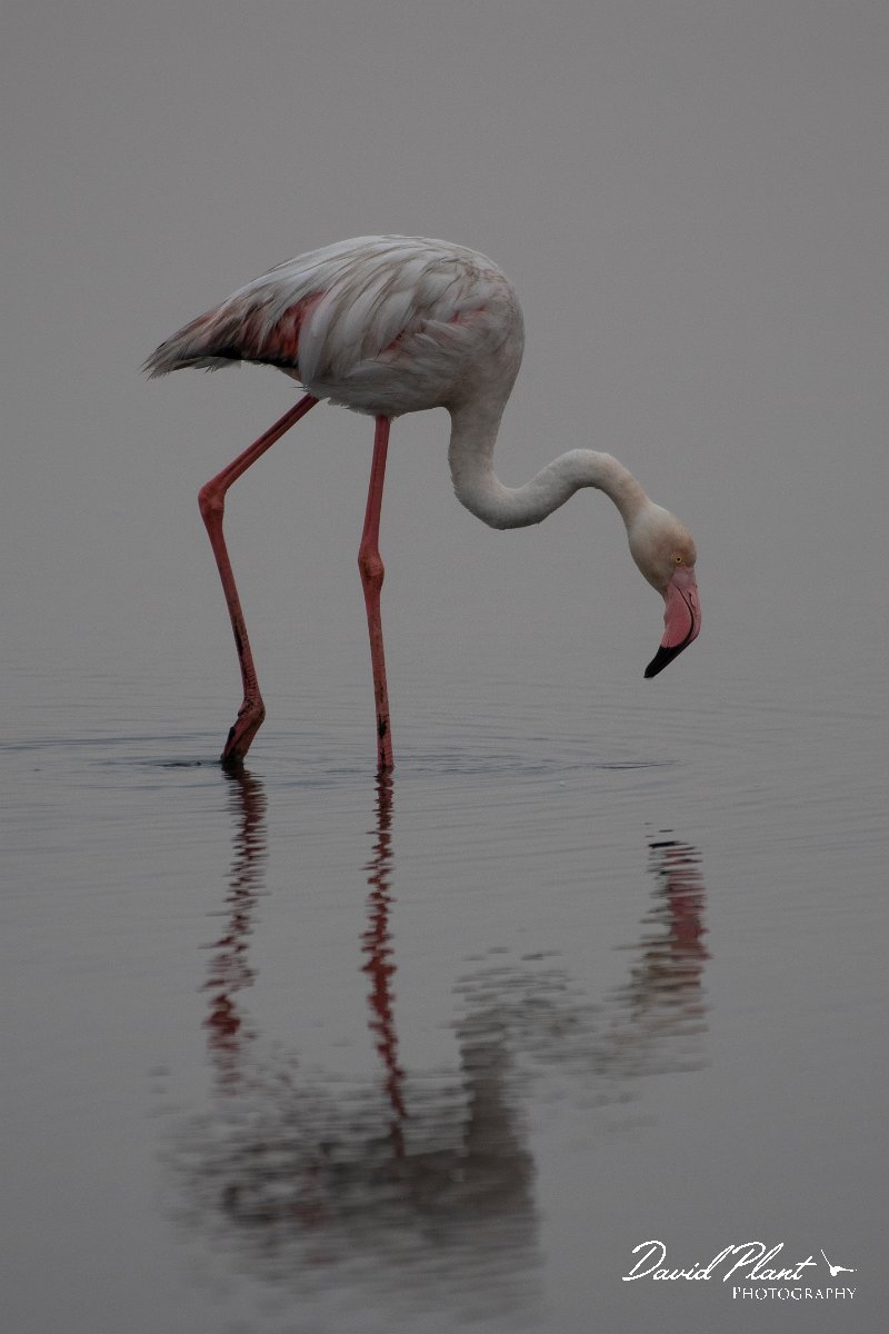 DPPhotography - Namibia - Greater flamingo - C.jpg - Greater flamingo - Walvis Bay