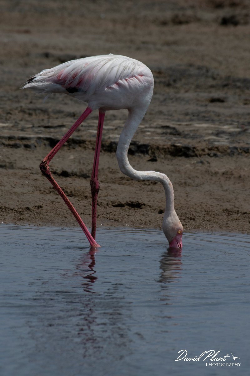 DPPhotography - Namibia - Greater flamingo - D.jpg - Greater flamingo - Walvis Bay