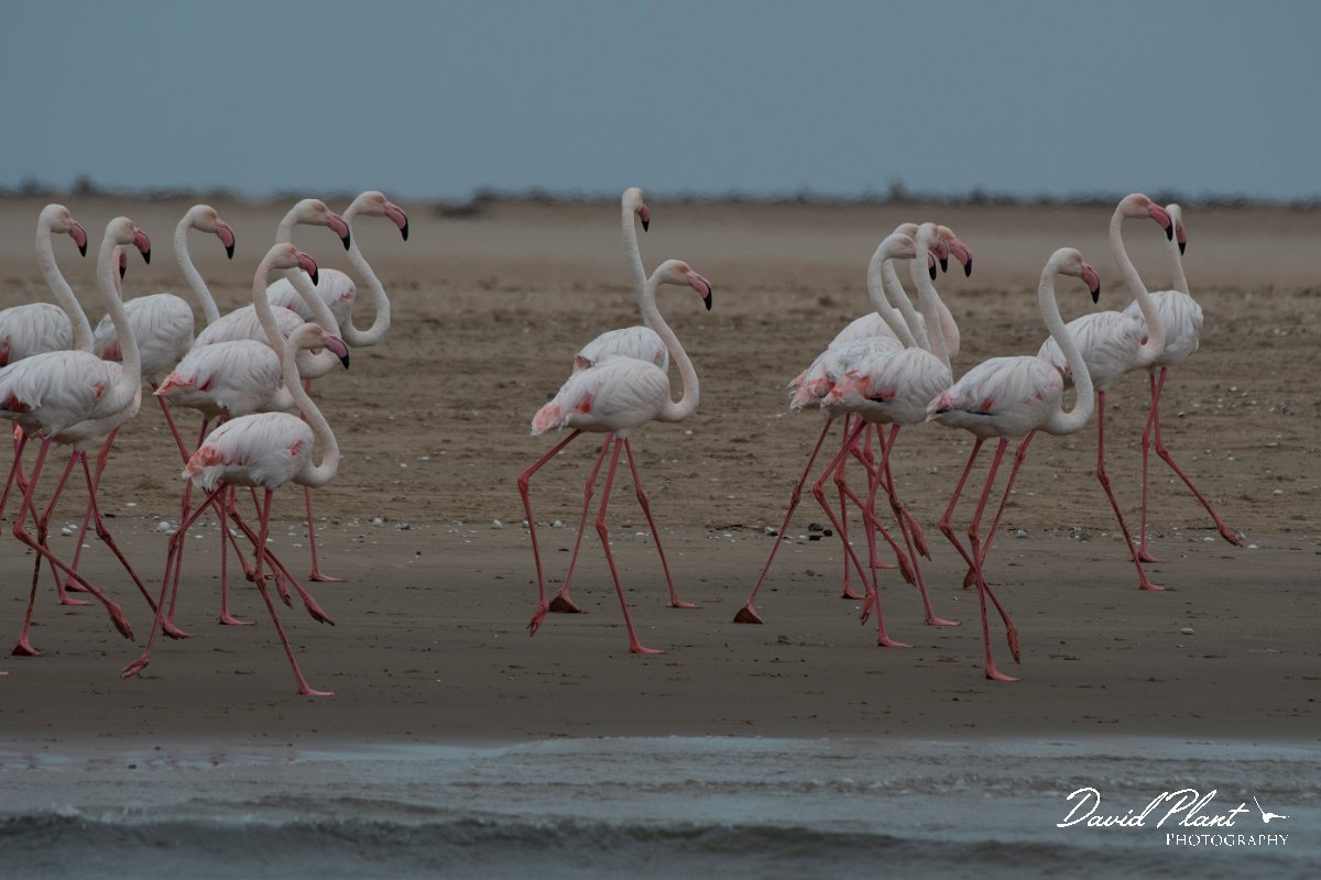 DPPhotography - Namibia - Greater flamingo - E.jpg - Greater flamingo - Walvis Bay