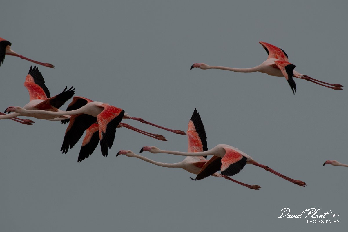 DPPhotography - Namibia - Greater flamingo - F.jpg - Greater flamingo - Walvis Bay