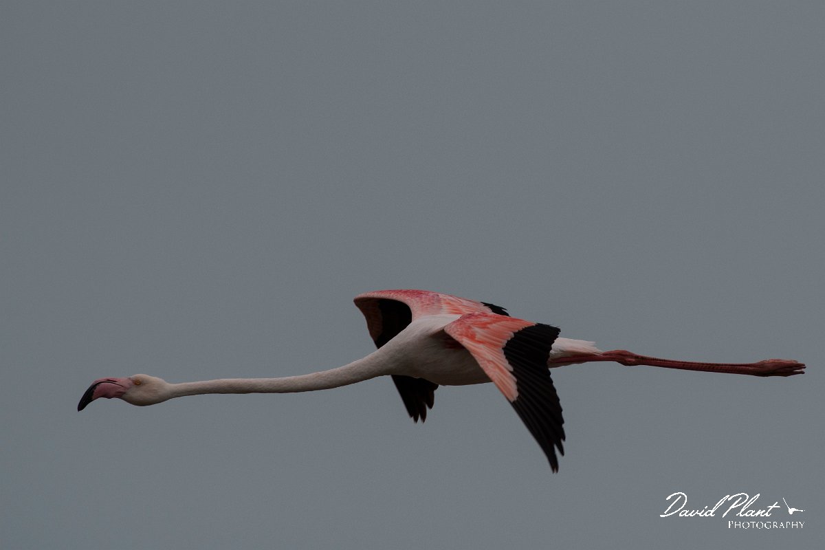 DPPhotography - Namibia - Greater flamingo - G.jpg - Greater flamingo in flight - Walvis Bay