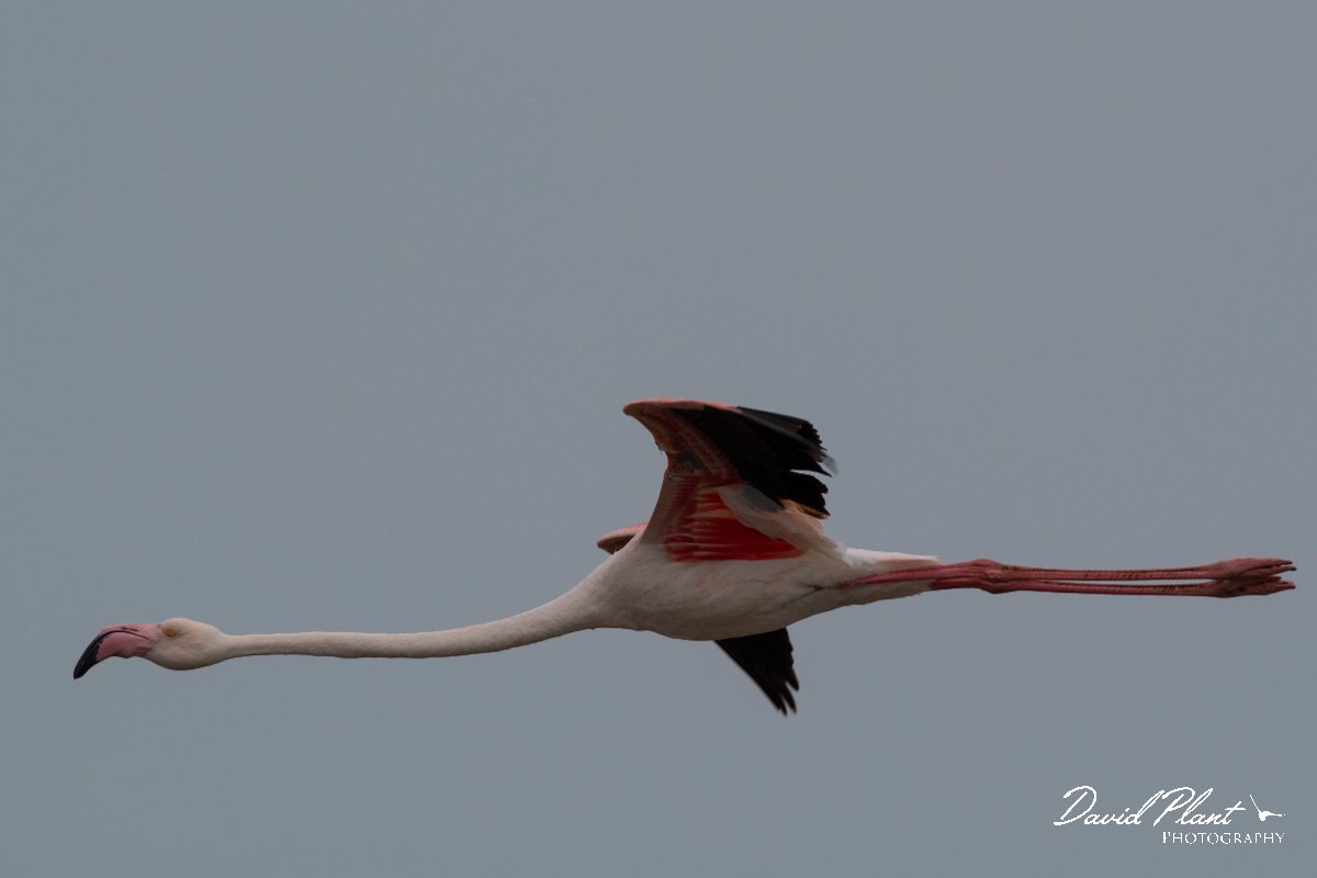 DPPhotography - Namibia - Greater flamingo - H.jpg - Greater flamingo in flight - Walvis Bay