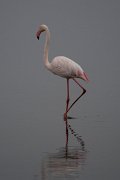 DPPhotography - Namibia - Greater flamingo - B
