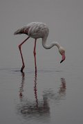 DPPhotography - Namibia - Greater flamingo - C