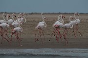 DPPhotography - Namibia - Greater flamingo - E