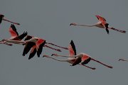 DPPhotography - Namibia - Greater flamingo - F