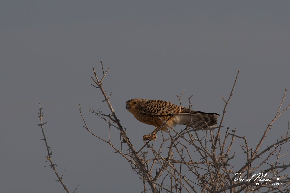 DPPhotography - Namibia - Greater kestrel - A.jpg - Greater kestrel - Etosha National Park