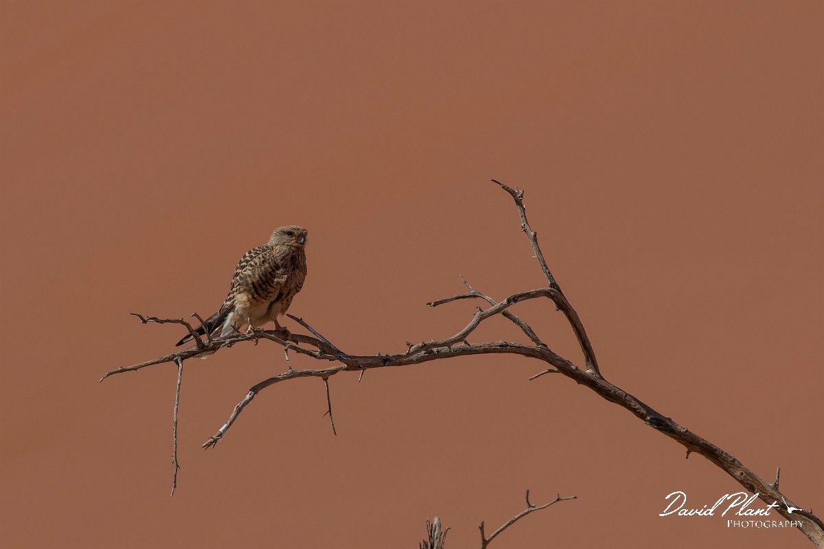 DPPhotography - Namibia - Greater kestrel - B.jpg - Greater kestrel - Namib-Naukluft National Park