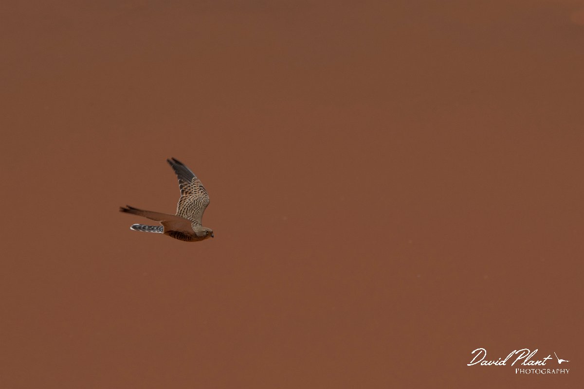 DPPhotography - Namibia - Greater kestrel - C.jpg - Greater kestrel - Namib-Naukluft National Park