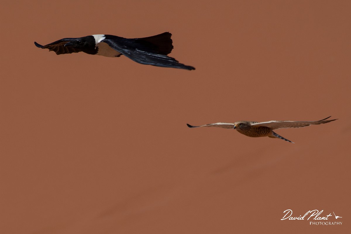 DPPhotography - Namibia - Greater kestrel - D.jpg - Greater kestrel chasing pied crow - Namib-Naukluft National Park