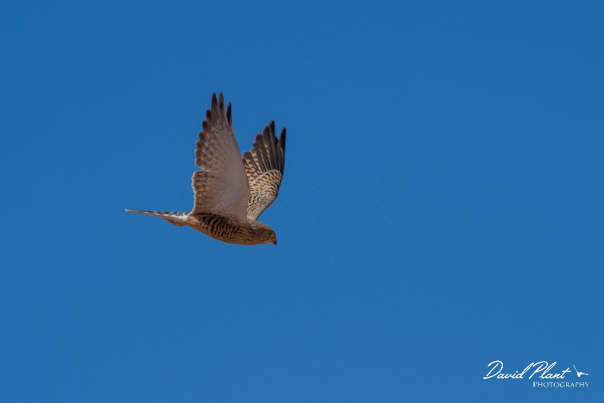 DPPhotography - Namibia - Greater kestrel - E.jpg - Greater kestrel - Namib-Naukluft National Park