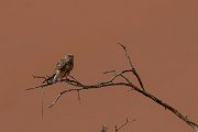 DPPhotography - Namibia - Greater kestrel - B