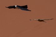 DPPhotography - Namibia - Greater kestrel - D