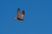 DPPhotography - Namibia - Greater kestrel - E