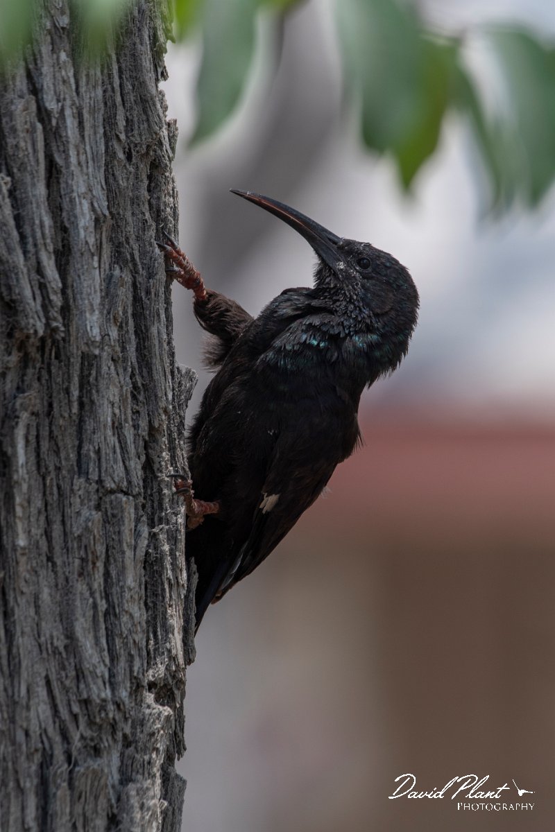 DPPhotography - Namibia - Green woodhoopoe - A.jpg - Green woodhoopoe - Etosha National Park