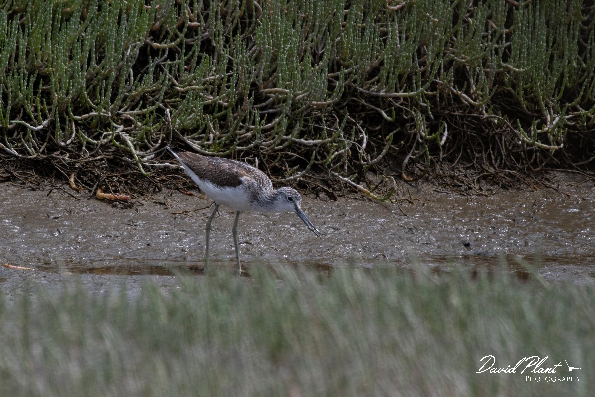 DPPhotography - Namibia - Greenshank - A.jpg - Greenshank - Walvis Bay