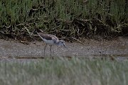 DPPhotography - Namibia - Greenshank - A