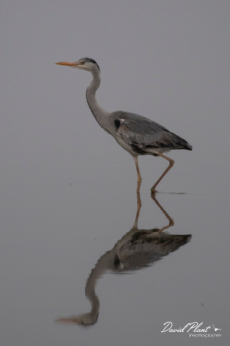DPPhotography - Namibia - Grey heron - A.jpg - Grey heron - Walvis Bay