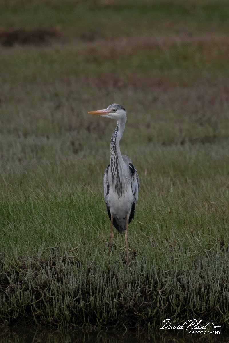 DPPhotography - Namibia - Grey heron - B.jpg - Grey heron - Walvis Bay