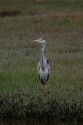 DPPhotography - Namibia - Grey heron - B