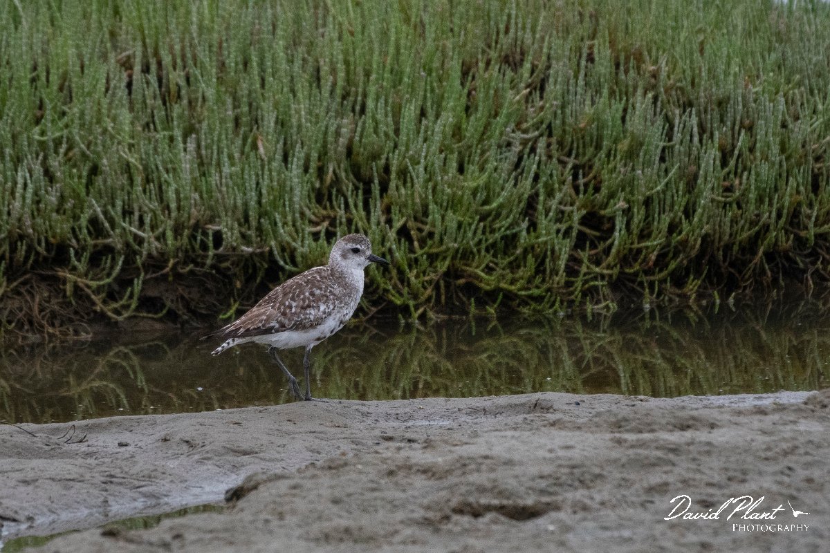 DPPhotography - Namibia - Grey plover - A.jpg - Grey plover - Walvis Bay